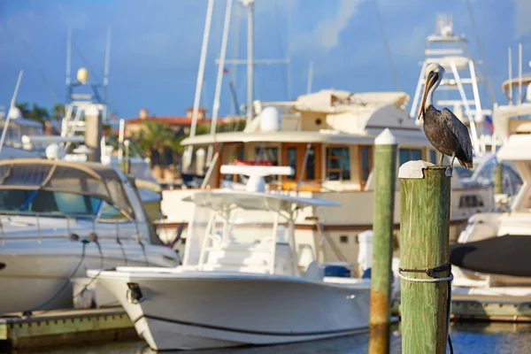 Ave Fort Lauderdale Pelican en marina de la Florida — Foto de Stock