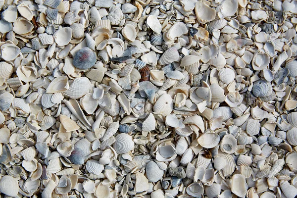 Florida Fort Myers beach zeeschelpen zand ons — Stockfoto