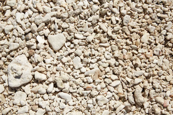 Key West beach shells sand detail in Florida — Stock Photo, Image