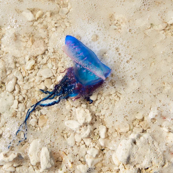 Portuguese man o war Physalia physalis jellyfish — Stock Photo, Image