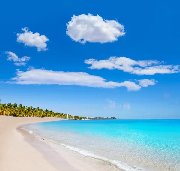 Key west florida Smathers beach palm trees US — Stock Photo, Image