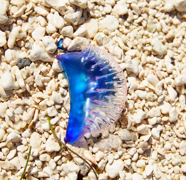 Portugese man o oorlog Physalia physalis kwal — Stockfoto