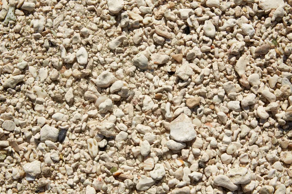 Cayo Hueso conchas de playa detalle de arena en Florida — Foto de Stock