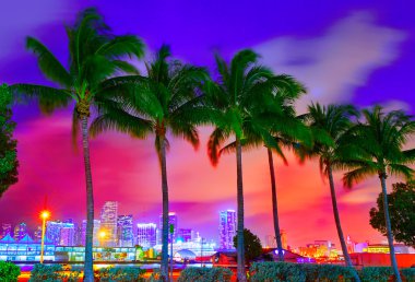 Miami manzarası günbatımı palmiye ağaçları Florida ile