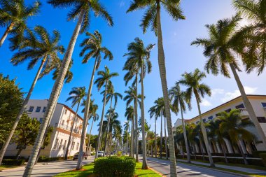 Palm Beach royal Palm yolu Florida bize