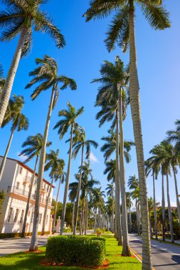 Palm Beach royal Palm yolu Florida bize
