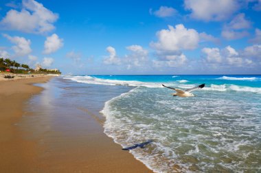 Palm Beach plaj sahil Florida bize
