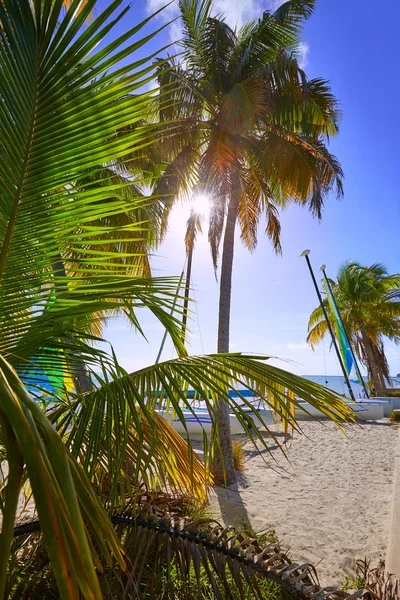 Key west florida Smathers beach palm trees US — Stock Photo, Image