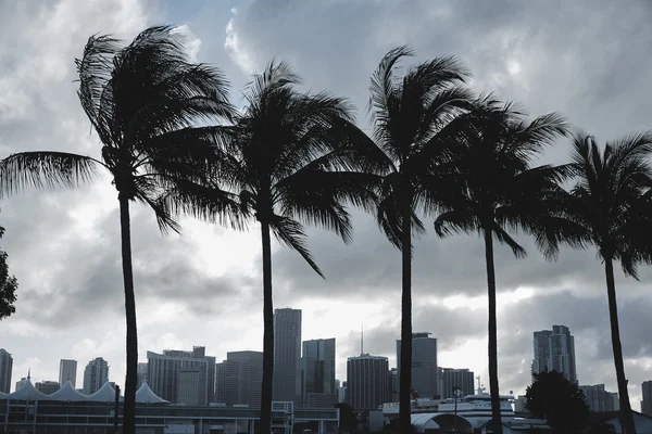 Miami skyline sunset with palm trees Florida — Stock Photo, Image