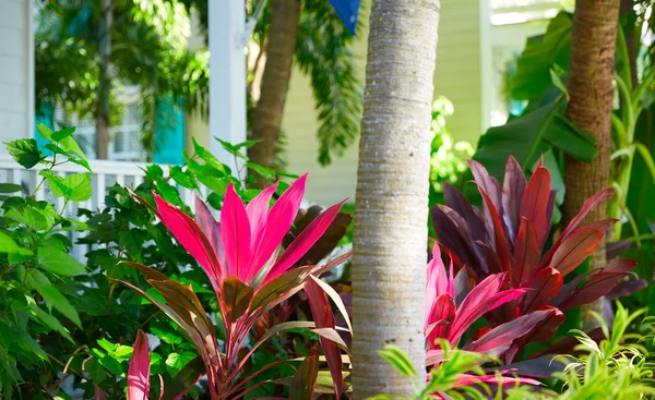 Key west downtown street houses in Florida — Stock Photo, Image