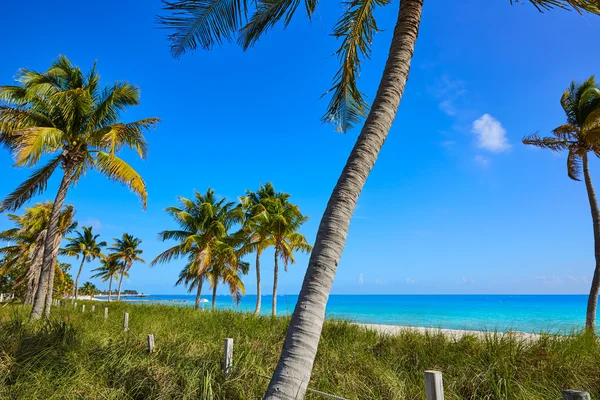 Palmiye ağaçları bize Key west florida Smathers beach — Stok fotoğraf