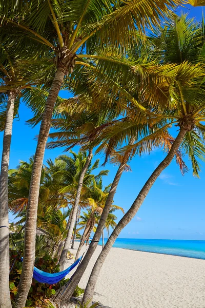 Key west florida Smathers strand palmbomen ons — Stockfoto