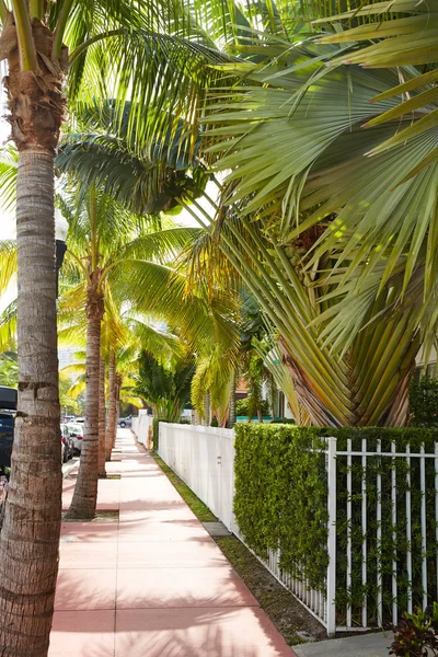 Miami beach palm bomen trottoirs in Florida — Stockfoto