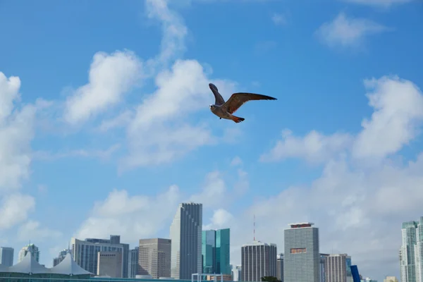 Miami Florida uçan martı ile şehir manzarası — Stok fotoğraf