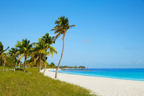 Key west florida Smathers beach palm trees US — Stock Photo, Image