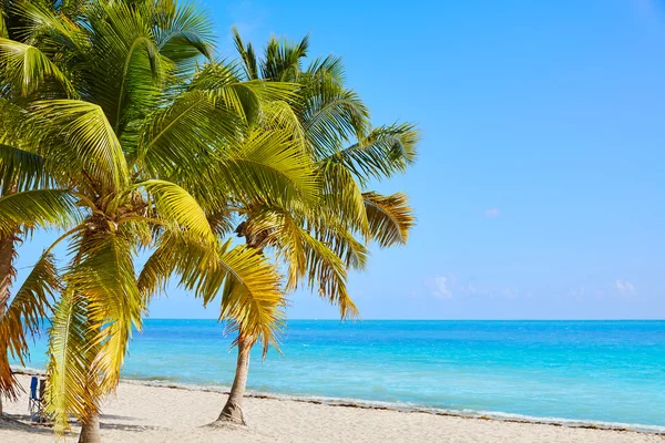 Schlüssel West Florida smathers Strand Palmen uns — Stockfoto