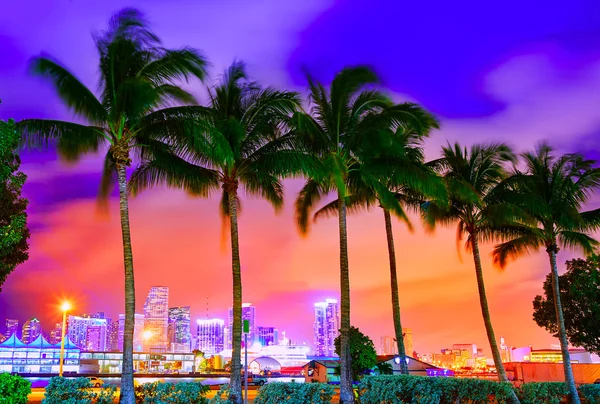 Miami skyline sunset with palm trees Florida — Stock Photo, Image