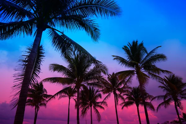 Miami Beach South Beach günbatımı palmiye ağaçları Florida — Stok fotoğraf