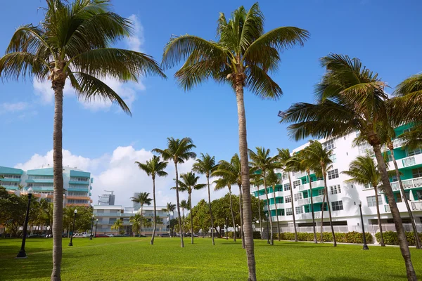 Miami south Beach palmbomen park Florida — Stockfoto