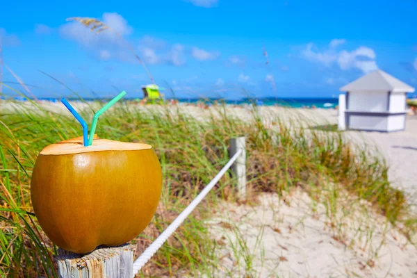 Mami Südstrand 2 Strohhalme Kokosnuss florida — Stockfoto