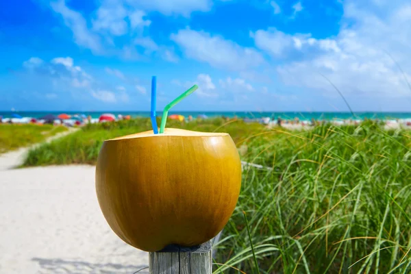 Miami South Beach 2 straws coconut Florida — Stock Photo, Image