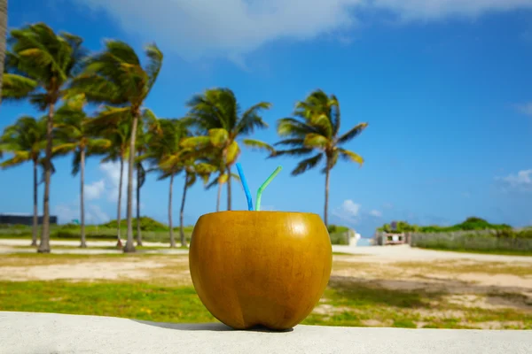 Miami South Beach 2 straws coconut Florida — Stock Photo, Image