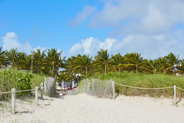 Miami Beach wejście z palm drzew Florida nas — Zdjęcie stockowe