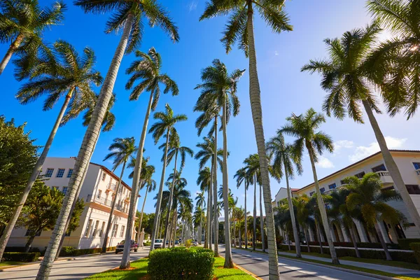 Палм-Біч royal Palm способом Флориді нас — стокове фото