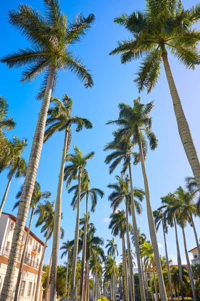 Palmenstrand königliche Palme Weg florida uns — Stockfoto