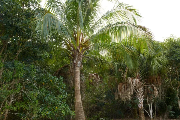 佛罗里达州贝尔 Captiva 岛椰子棕榈树 — 图库照片
