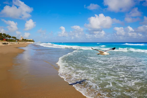 Palmenstrand Strand Küste florida uns — Stockfoto