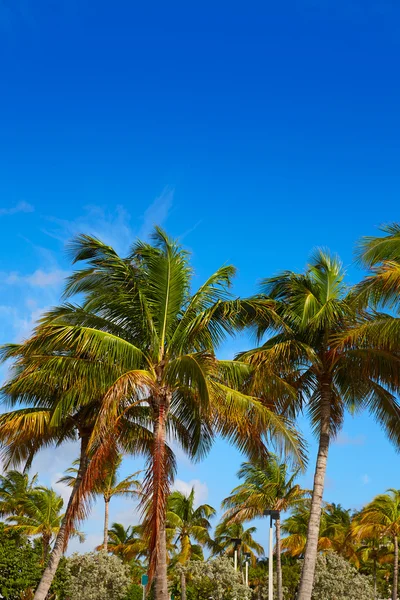 Playa de la isla del cantante en Palm Beach Florida US —  Fotos de Stock