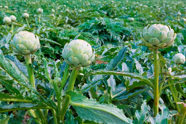 Campo de alcachofas en Murcia Ameria regione España —  Fotos de Stock