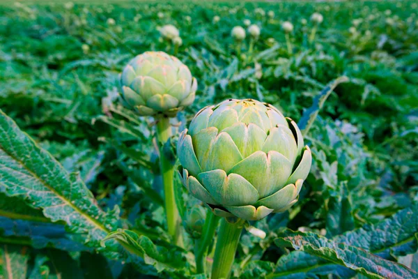 Campo di carciofi nella regione di Murcia Ameria Spagna — Foto Stock