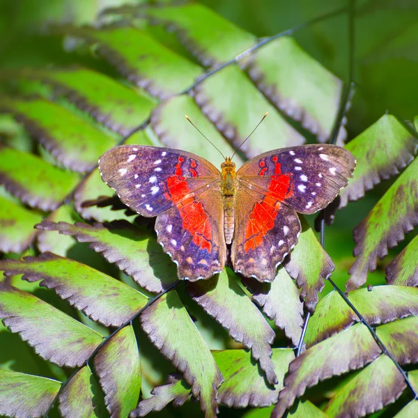 Motyl czerwony Paw Anartia Amathea — Zdjęcie stockowe