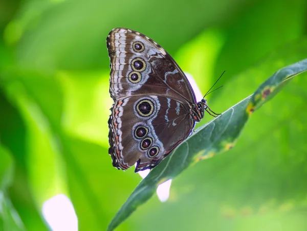 Peleidas de Mariposa Monrpho Azul en hoja roja —  Fotos de Stock