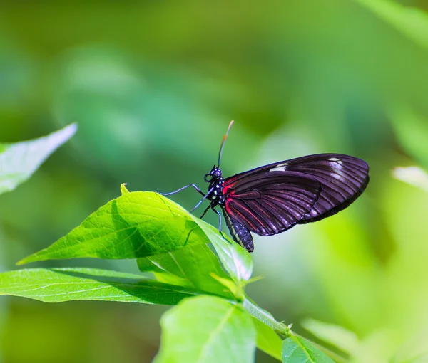 Listonosz czerwonego motyla Heliconius Erato Notabilis — Zdjęcie stockowe