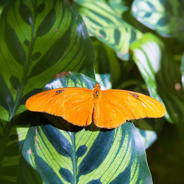 Julia Heliconius vlinder Oranje passiebloemvlinder in blad — Stockfoto