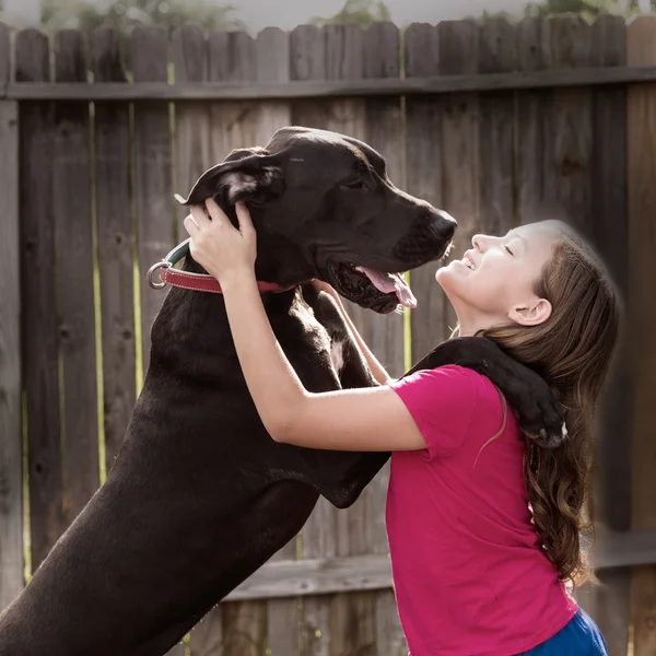 Great dane stand up on kid girl shoulders playing — Stock Photo, Image