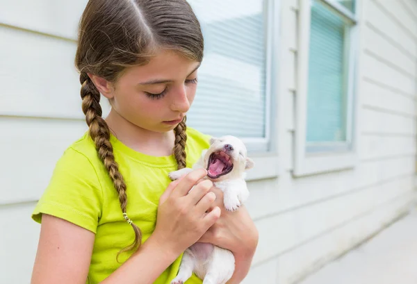 Girl playing with puppy chihuahua pet dog — Stock Photo, Image