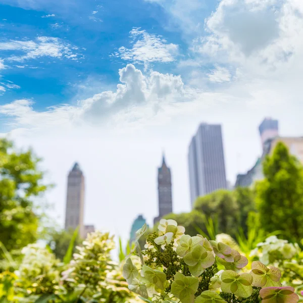 Central Park kwiaty Manhattan Nowy Jork — Zdjęcie stockowe