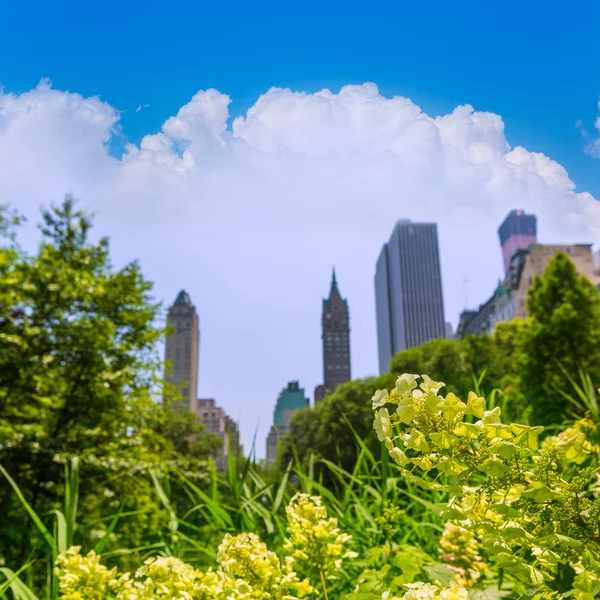 Central Park květiny Manhattan v New Yorku — Stock fotografie
