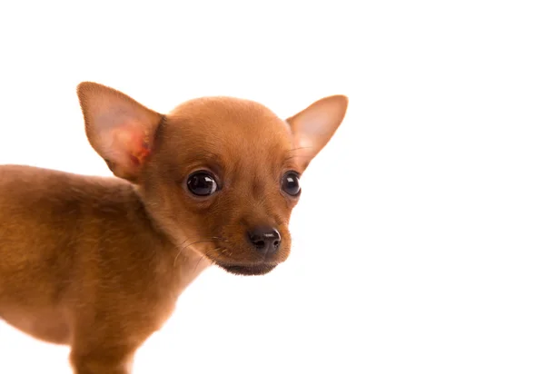 Chihuahua cachorro animal de estimação cão retrato cachorrinho no branco — Fotografia de Stock