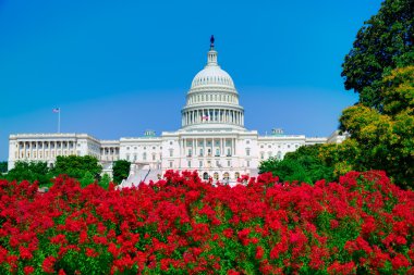 Bina Washington Dc pembe çiçekler ABD Capitol