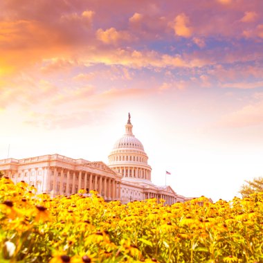Bina Washington Dc papatya çiçek ABD Capitol