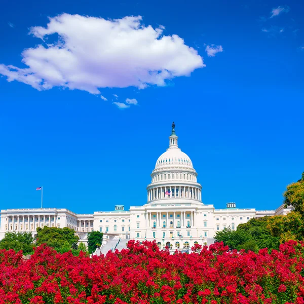 Capitol épület Washington Dc rózsaszín virágok Amerikai Egyesült Államok — Stock Fotó