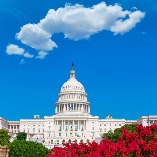 Capitol stavba ve Washingtonu růžové květy Usa — Stock fotografie