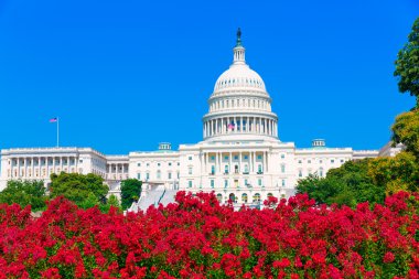 Bina Washington Dc pembe çiçekler ABD Capitol