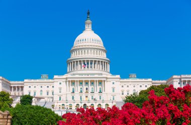 Bina Washington Dc pembe çiçekler ABD Capitol