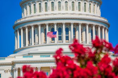 Bina Washington Dc pembe çiçekler ABD Capitol